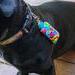Lola With Rainbow Pup