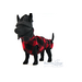 Small dog mannequin dressed in lumberjack red and black winter coat. Made out of fleece and the dog is wearing a little hat.