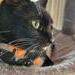 Tink the tuxedo cat wearing the Pumpkin Patch Bandana.