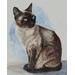Siamese cat