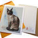 Siamese cat in package