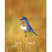 Eastern bluebird Berea Ohio by john Harmon