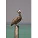 Brown Pelican on a Piling