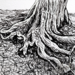 Photo of small drawing of tree roots in black and white ink