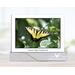 Gift-boxed butterfly blank folding note cards with original photography of swallowtail butterflies at Cove Creek Photography.
