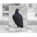 Stunning photography of a black vulture on a blank note card offered by Cove Creek Photography.