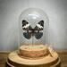 A real butterfly taxidermy specimen mounted in a vintage style glass dome with cork base and hand written specimen tag.