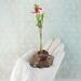 Tiny Copper Enamel bowl used as a Bud Vase on Gemstone Base with copper wire to support a tiny flower stem shown in palm of hand for size reference