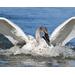 An 8" x 10" matte finish archival quality print of a trumpeter swan available at Cove Creek Photography.