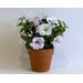 Petunia, white with purple streaks, in terra cotta pot, handcrafted crepe paper. 