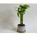 Lucky Bamboo desktop plant, handcrafted crepe paper.
