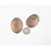 oval copper oak leaf earrings