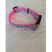 Bright pink and floral dog collar