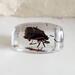 Resin Beetle Pendant for Jewelry or Keychain Making