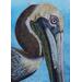 Pelican portrait