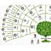 family tree template, photo family tree chart, family chart, genealogy chart, photo collage, family tree gift, printable photo family tree