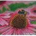 Bumble Bee on a Cornflower