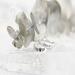  Sterling silver ring with "LUNA" and winged paw print, eucalyptus background.
