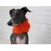 Image of an Italian Greyhound wearing an orange dog scarf.