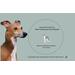 Image with an Italian Greyhound on the right. Information states neck circumference for this dog scarf is 8-10 inches.
