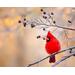 Beautiful red cardinal on frozen tree branch.