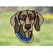 Weimaraner in direct sunlight with pale yellow eyes and blue collar.