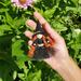 Halloween witch tree ornament