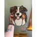 Red Merle being held for size reference.