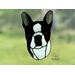 Adult Boston Terrier in direct sunlight.