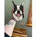 Boston Terrier Puppy being held for size reference.