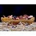 Side view of Pumpkin Spice Potpourri by Irish Twins Potpourri Co in a brown bowl surrounded by hay on a black background.