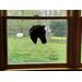 American Saddlebred in black shown in a window measuring 20 inches by 26 inches for size reference.
