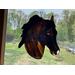 Morgan Horse in Bay with Snip marking. Shown in direct sunlight.