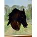 Morgan Horse in Bay with Snip marking. Shown in direct sunlight.