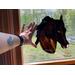 Morgan Horse in Bay with Snip marking. Shown in direct sunlight next to hand for size reference.