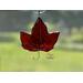 Red Maple Leaf in direct sunlight.
