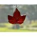 Red Maple Leaf in direct sunlight.