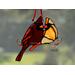 Cardinal Ornament in direct sunlight.