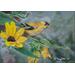 Goldfinch in Sunflowers Painting, "Rays of Sunshine"