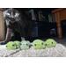 several frogs in varying shades of green with a black cat standing behind them