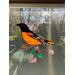 Baltimore Oriole In direct sunlight.
