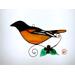 Baltimore Oriole on a light box- light on.