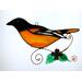 Baltimore Oriole on a light box- light on.