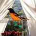 Baltimore Oriole In direct sunlight.