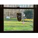 Barred Owl suncatcher in direct sunlight.