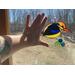 Black-backed Kingfisher suncatcher in direct sunlight, hand showing size of suncatcher.