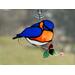 Bluebird suncatcher in direct sunlight.