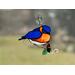 Bluebird suncatcher in direct sunlight.