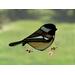 Chickadee Suncatcher in direct sunlight.