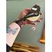Chickadee Suncatcher being held for size reference.